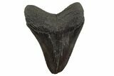 Serrated, Fossil Megalodon Tooth - South Carolina #331620-2